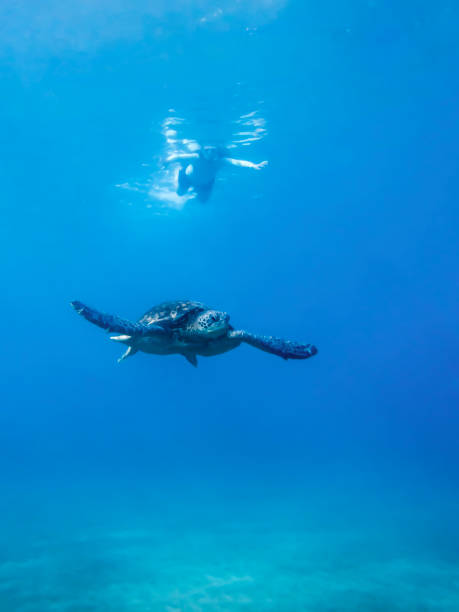 istock Sea Turtle Low Angle Underwater with Snorkeler at Surface 1082628728