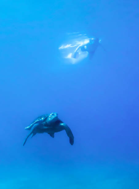 istock Green Sea Turtle Low Angle Underwater with Snorkeler at Surface 1082628732
