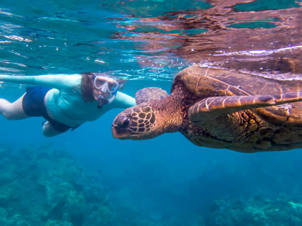 istock Green Sea Turtle Side Angle Profile with Snorkeler in Background 1082628926