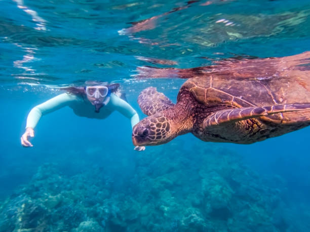 istock Close Up Sea Turtle Profile with Snorkeler in Background 1082628928