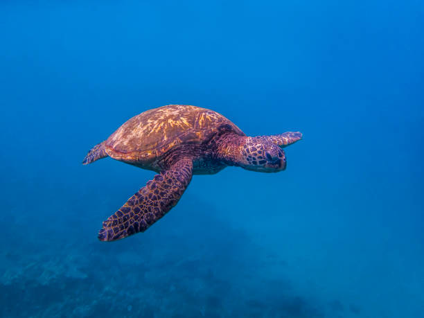 istock Sea Turtle Swimming in Blue Ocean 1082628974