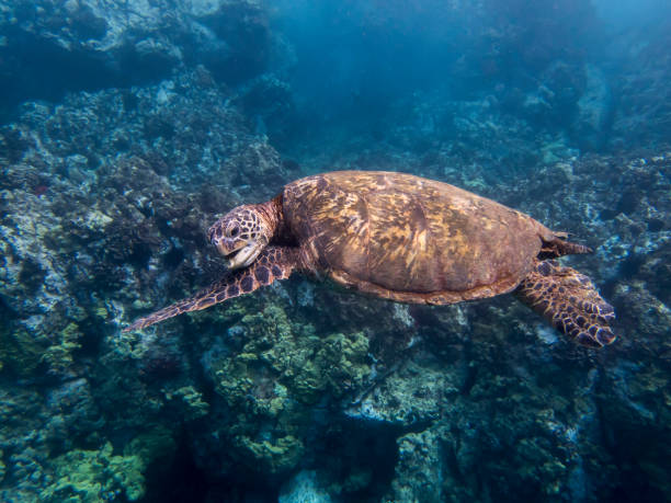 istock Green Sea Turtle Scratching Chin Underwater over Reef 1082628980