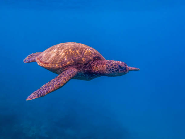 istock Sea Turtle Swimming in Clear Blue Sea 1082628988