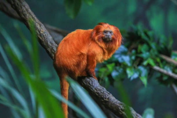 istock golden lion tamarin 1082647312