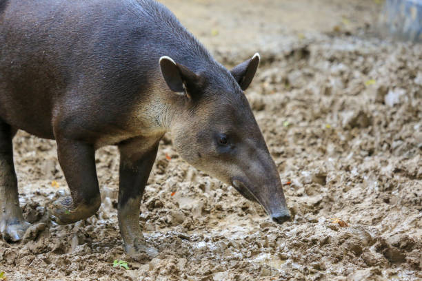 istock South American tapir 1082647426