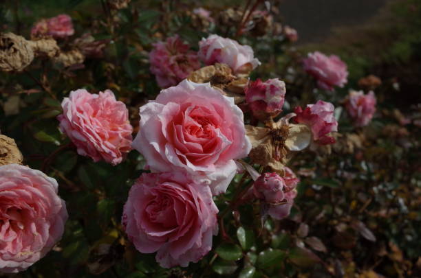 istock Rose 
