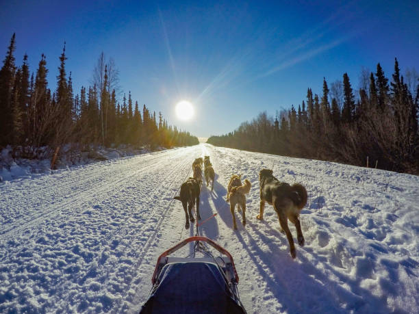 istock Sled dogs in Alaska 1082662914