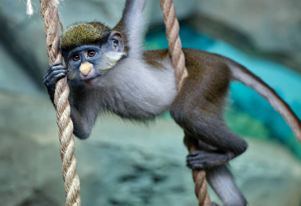 VIP in a beach hotel. Monkey in the hotel corridor.