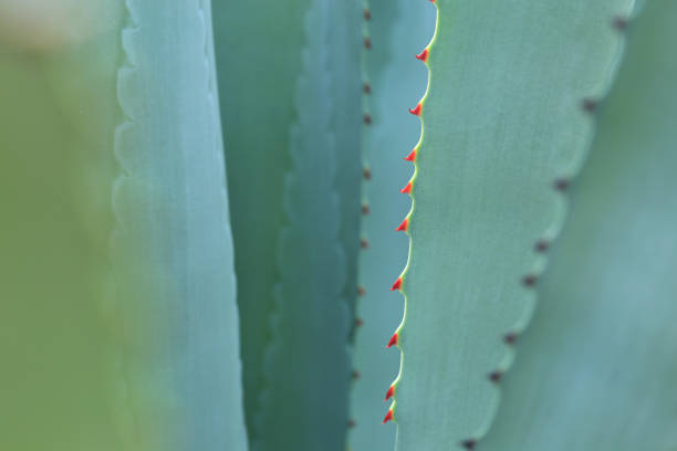 istock Thorn of cactus leaf background 1082671330