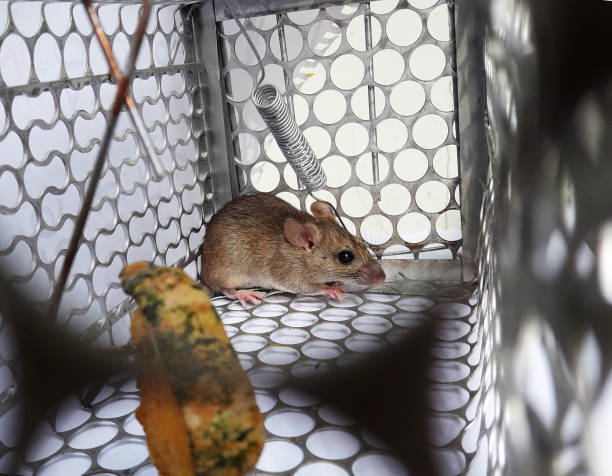 istock Rat and pumpkin piece in cage mousetrap on white background 1082671508