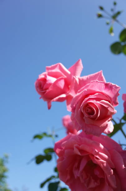 Rose "Lawania" Light Pink stock photo