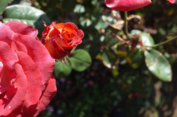 istock Rose 