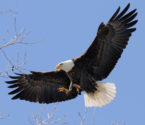 istock Bald Eagle Flying Free, Wings Spread; Leadership, Freedom, Strength 108267593