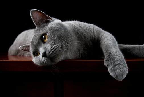 A striped gray cat with yellow eyes. A domestic cat sitting on the bed.