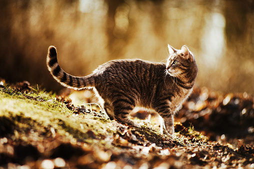 Photo of a red cat in autumn maple leaves.