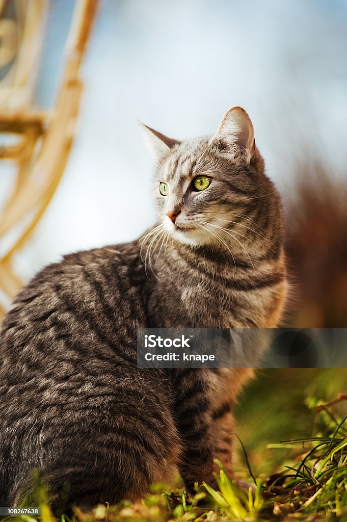 猫の屋外 - アウトフォーカスのロイヤリティフリーストックフォト