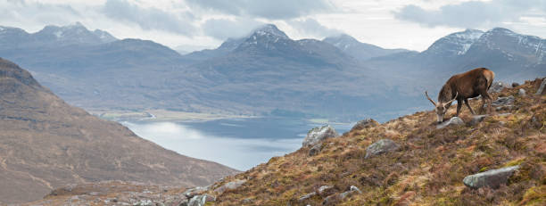 istock Scotland wild stag Highland panorama 108267646
