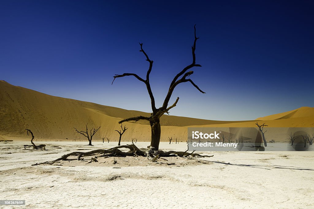Мертвое дерево в пустыне и Мокрый солончак - Стоковые фото Намибия роялти-фри