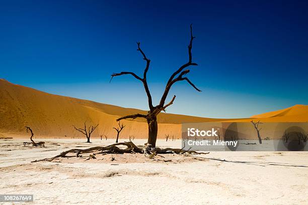 Мертвое Дерево В Пустыне И Мокрый Солончак — стоковые фотографии и другие картинки Намибия - Намибия, Африка, Без людей