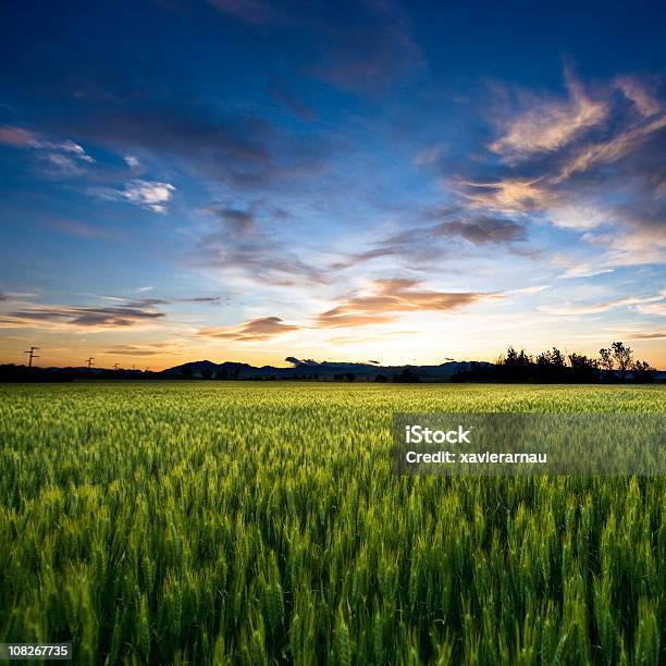 Freedom Land Stock Photo - Download Image Now - Agricultural Field, Agriculture, Beauty In Nature