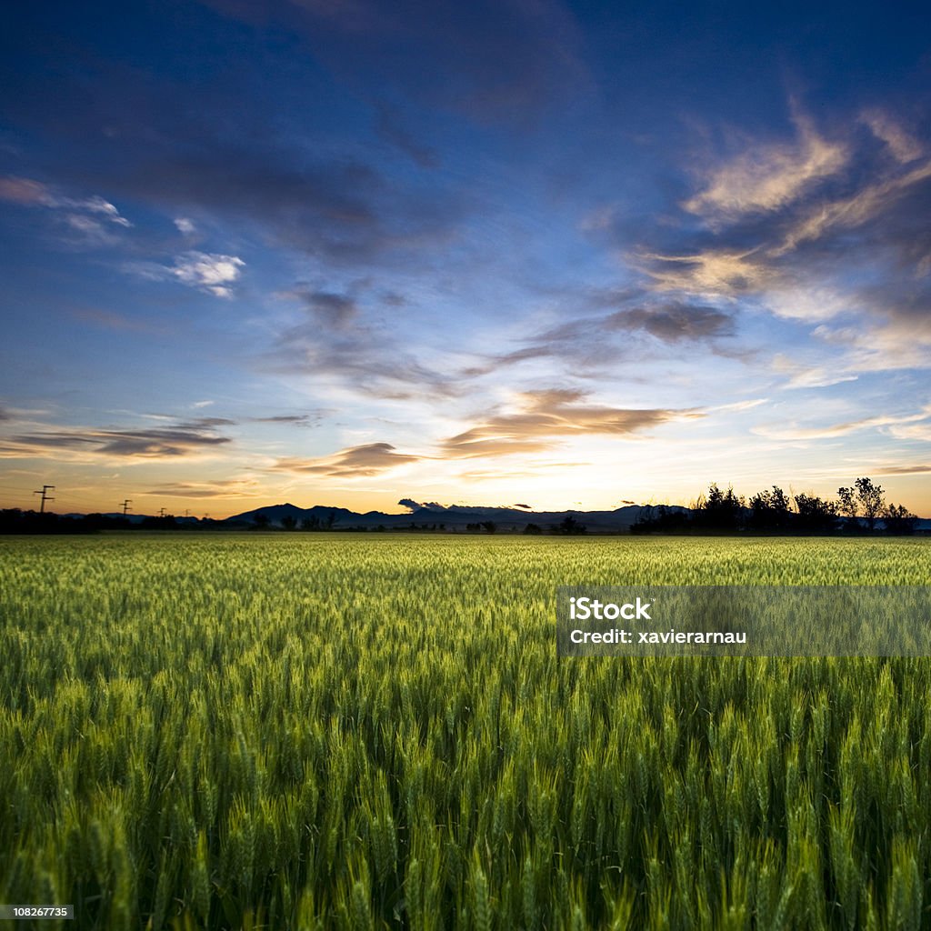 Liberdade de Terra - Royalty-free Agricultura Foto de stock