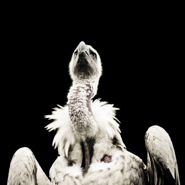 Griffon vulture Gyps fulvus taking flight. Salto del Gitano. Monfrague National Park. Caceres. Extremadura. Spain.