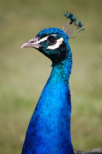 Beautiful male peacock in national zoo