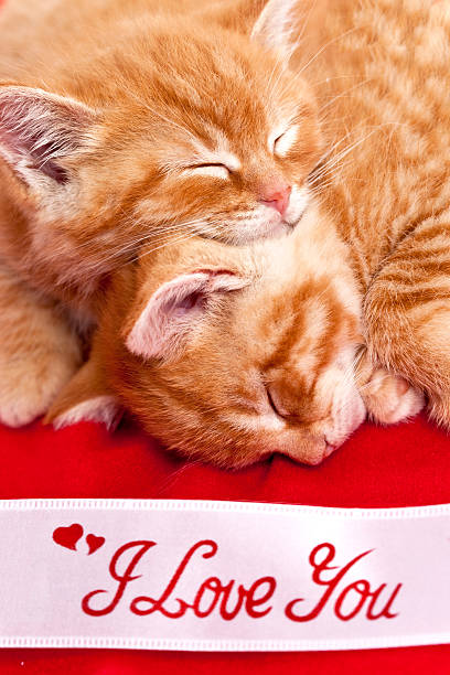 Two Sleeping Kittens with an 