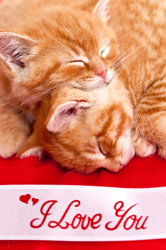 Sleeping kittens with an \
