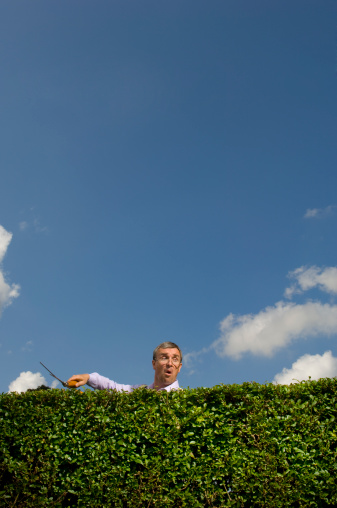 nosey neighbour takes time out from gardening to peep over the hedge 