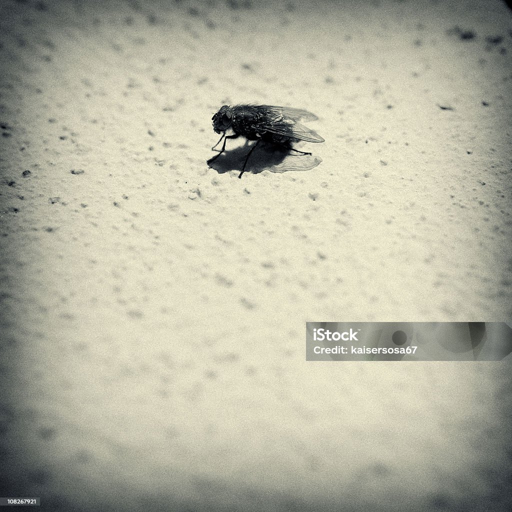 Housefly on Wall  Black Fly Stock Photo
