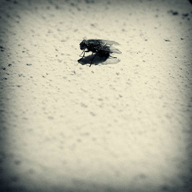 Housefly on Wall  black fly stock pictures, royalty-free photos & images