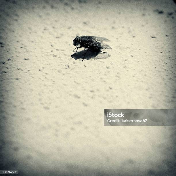 Housefly On Wall Stock Photo - Download Image Now - Black Fly, Fly - Insect, Animal Themes