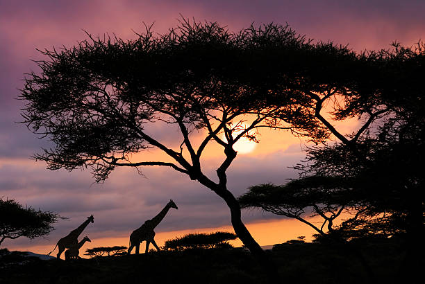 safari africano tramonto - parco nazionale del serengeti foto e immagini stock