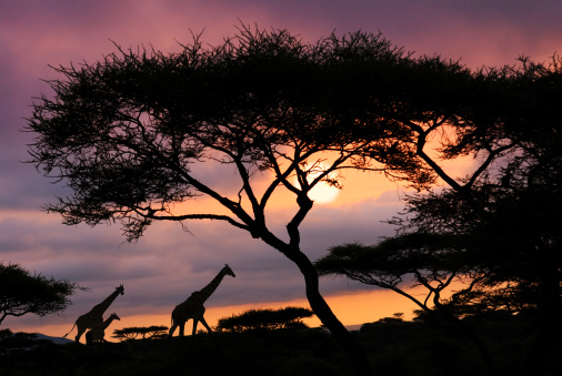 A mesmerizing view of silhouettes of trees under the sunset sky - perfect for wallpaper