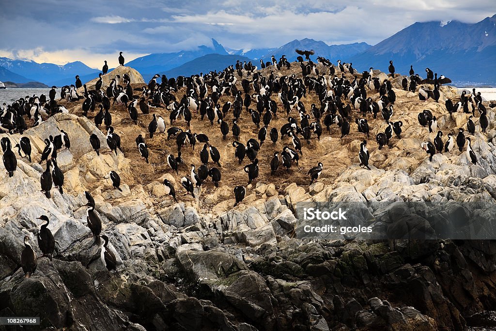 Phalacrocorax Albiventer colônia de aves na pequena Rock Island - Foto de stock de Ushuaia royalty-free