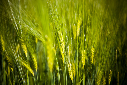 Ripe ears of wheat close-up. Beautiful background of a golden wheat field. Nature background, blurred bokeh. Agriculture, sunset over a yellow meadow. High quality photo.