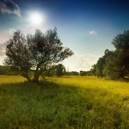 Summer afternoon - nature scene with a tree - shot against the sun with Canon 5D, Cokin Gradual filters, 17-40mm F4 L