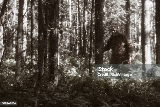 Sasquatch Sighting Stock Photo - Download Image Now - Bigfoot, Yeti, Forest