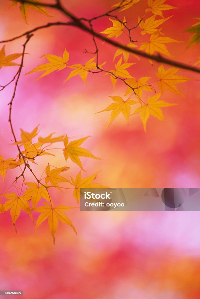 Ácer Japonesa - Foto de stock de Outono royalty-free