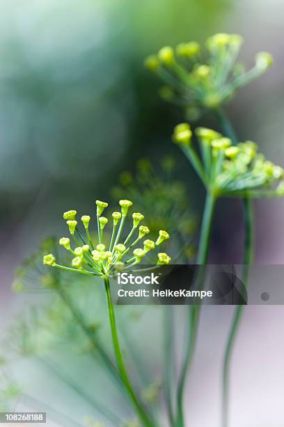 Plant Detail Stock Photo - Download Image Now - Botany, Close-up, Color Image