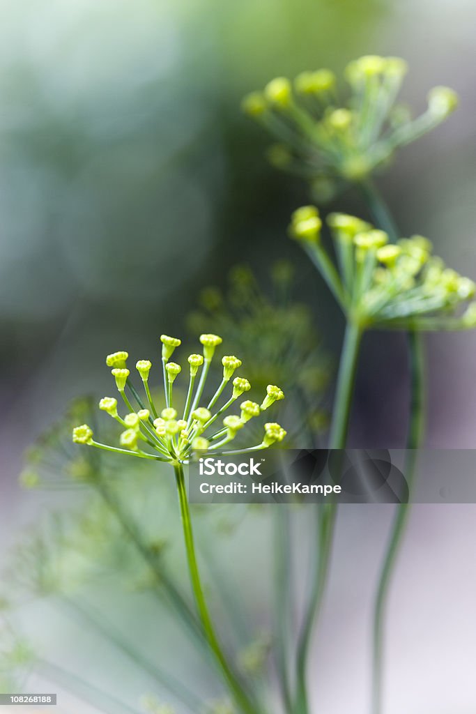 Растение отделкой - Стоковые фото Без людей роялти-фри