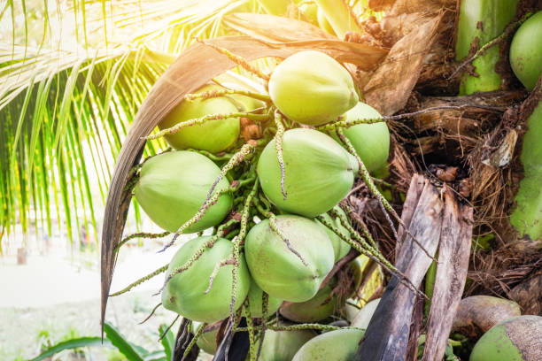 istock coconut tree / fresh green coconut palm tree tropical fruit on plant 1082683484
