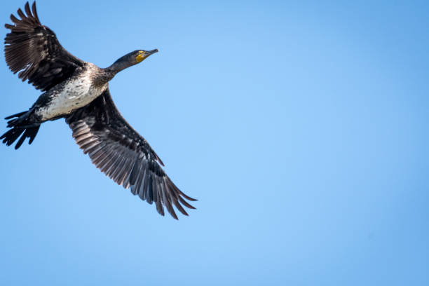 istock Cormorant in the wildlife- Israel 1082683546
