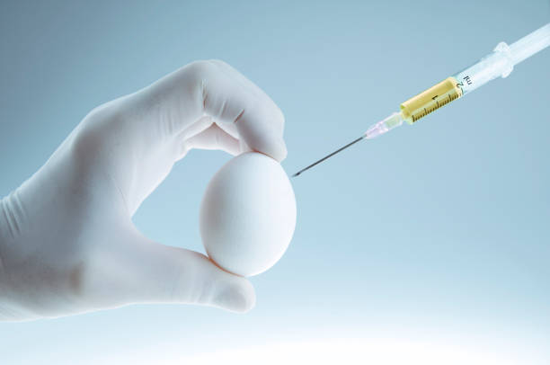 Artificial insemination stock photo