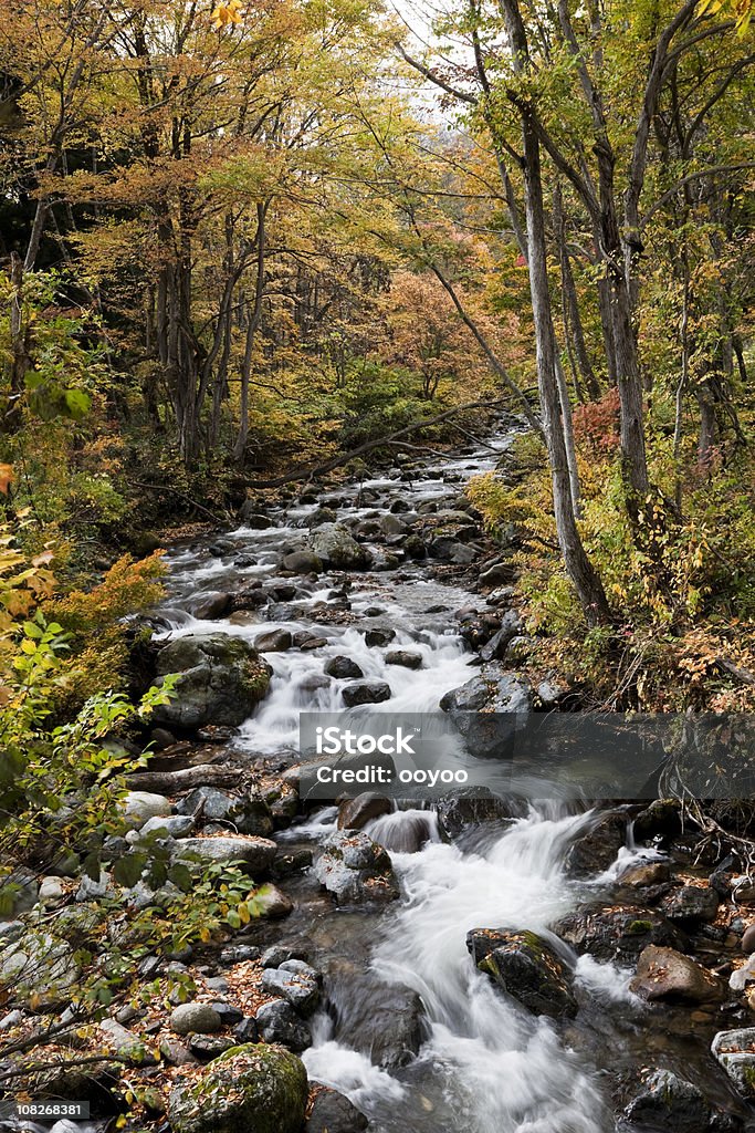 Autunno Ruscello di montagna - Foto stock royalty-free di Acqua