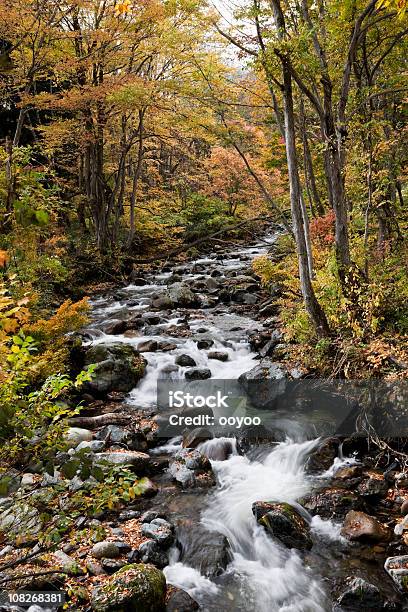 Autunno Ruscello Di Montagna - Fotografie stock e altre immagini di Acqua - Acqua, Acqua fluente, Albero