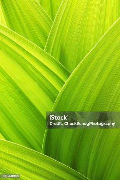 Lime Green Plant Leaf Textured Wallpaper Background Stock Photo - Download Image Now
