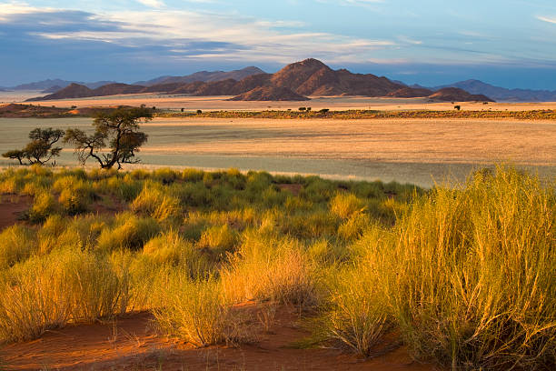 afrikanische savanne bei sonnenuntergang - namibia stock-fotos und bilder