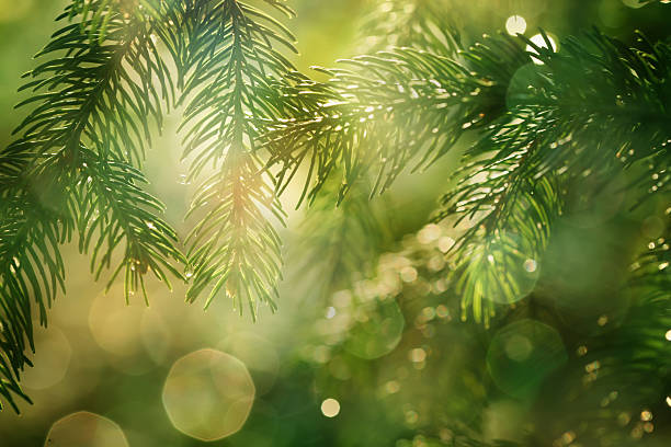 pine braches avec lumière scintillante - pine needle photos et images de collection